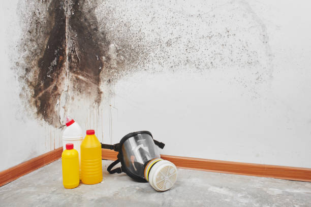 Home Mold Removal in San Bernardino, CA