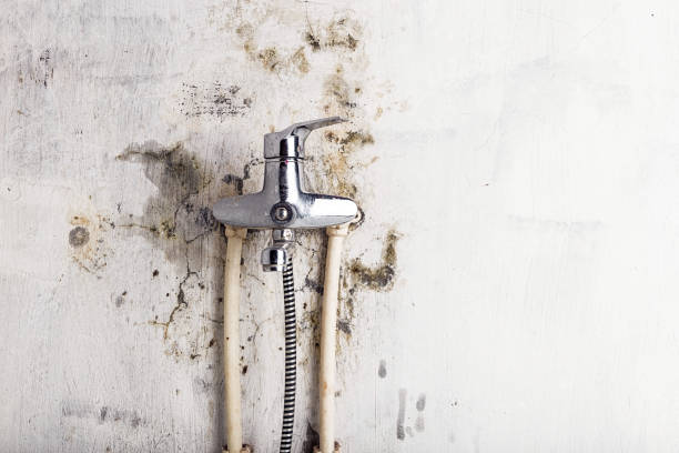Best Residential Mold Removal  in San Bernardino, CA
