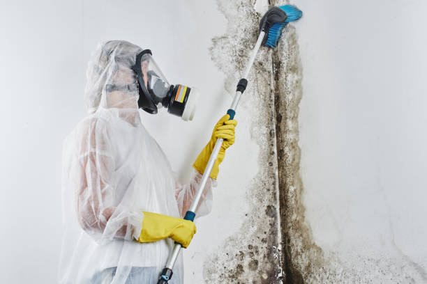 Best Mold Remediation Experts  in San Bernardino, CA