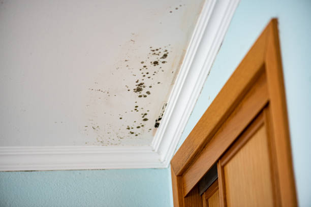 Best Attic Mold Removal  in San Bernardino, CA