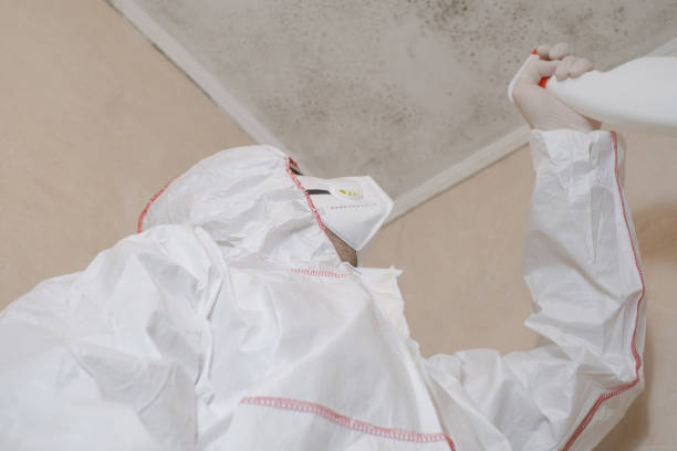 Best Mold Remediation  in San Bernardino, CA