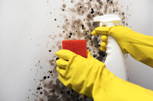 Best Toxic Mold Removal  in San Bernardino, CA