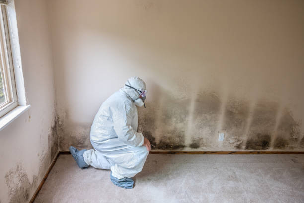 Mold Removal and Inspection in San Bernardino, CA