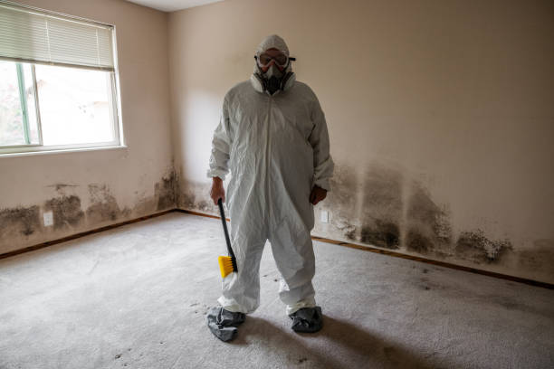 Best Toxic Mold Removal  in San Bernardino, CA