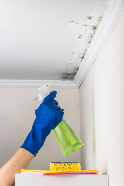 Best Mold Cleaning Services  in San Bernardino, CA