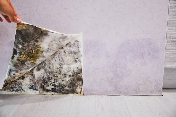 Best Certified Mold Removal  in San Bernardino, CA